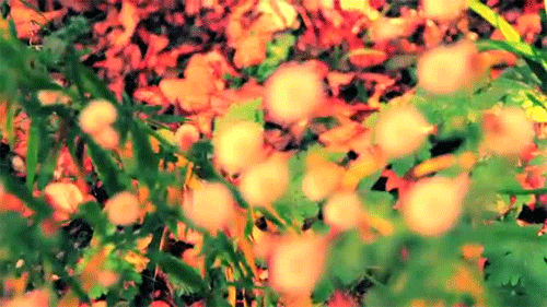 꽃향기를 맡는 느낌이 들게 같이 꽃움짤,봄움짤 보실래요? | 인스티즈