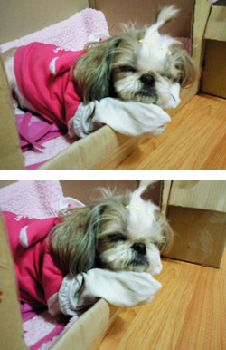 에스독하우스 이미지