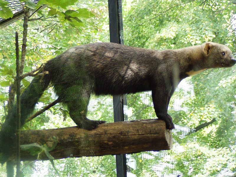 타이라(Tayra) 이미지