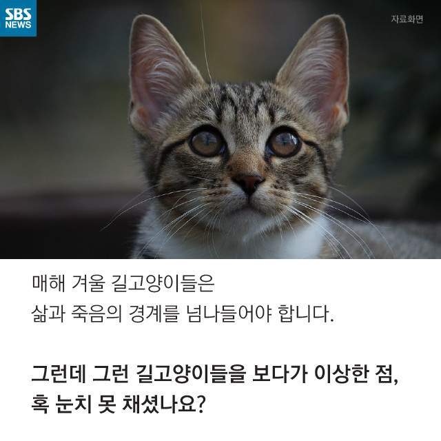 뚱뚱한 길냥이들의 진실 | 인스티즈