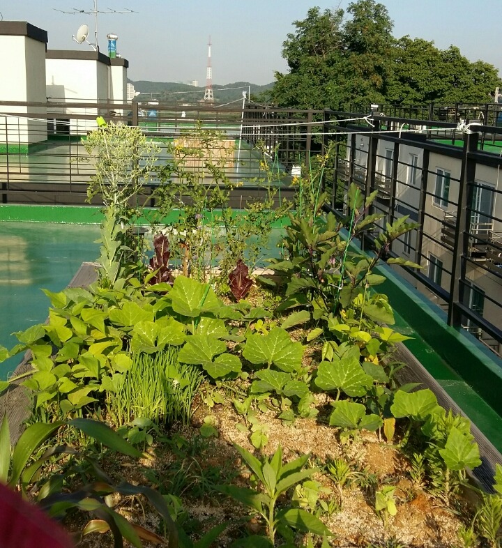 텃밭 이미지