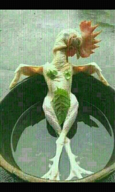 비마 이미지