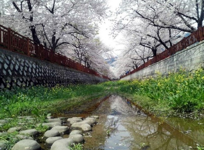 보이나라 이미지