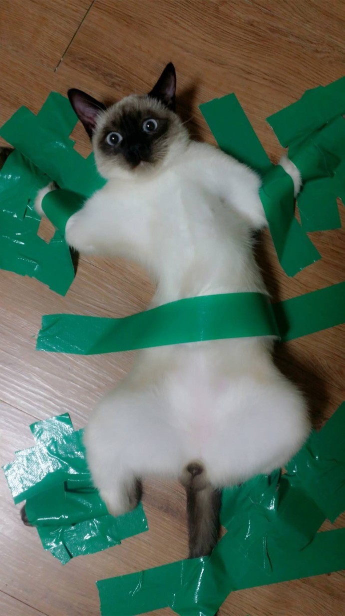 오앙 이미지