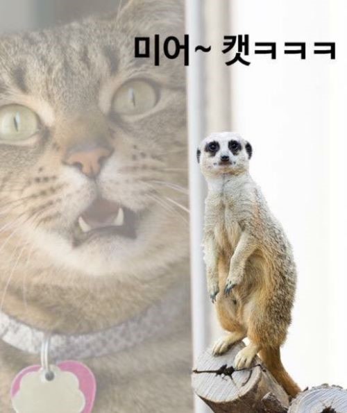 고양이를 싫어하는 동물은? | 인스티즈