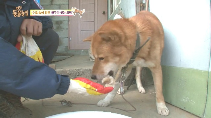 [동물농장] 수로 속에 갇힌 황구가 찾는 희망.JPG (감동주의) | 인스티즈