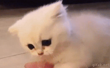 필사적으로 도망가는 도둑 고양이 | 인스티즈