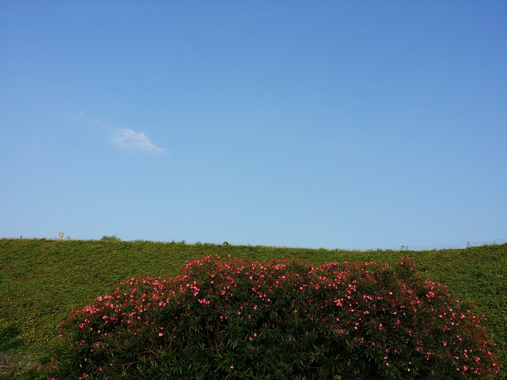 이호해변 이미지