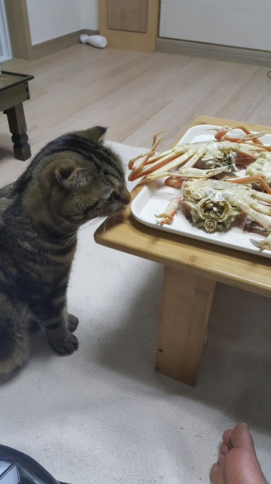 디시인의 매의 눈빛 자취방...동거녀..jpg | 인스티즈