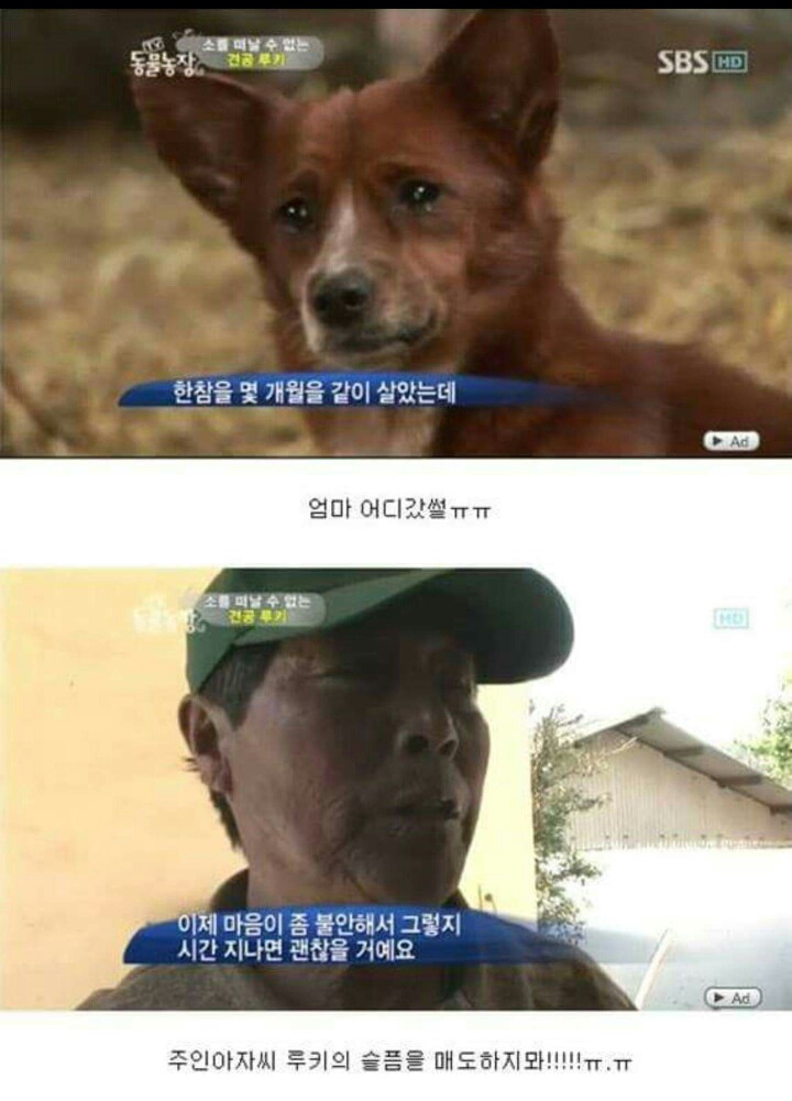 어미 소를 사랑하는 강아지 | 인스티즈