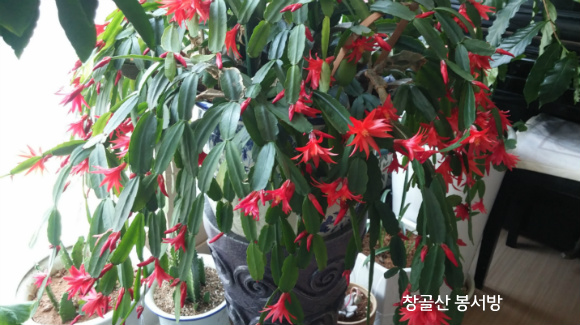 참손가 이미지