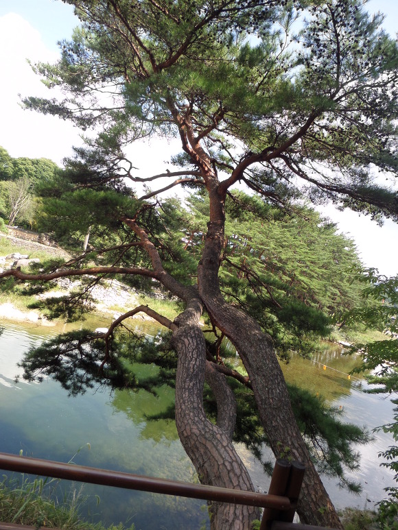 요수정 이미지