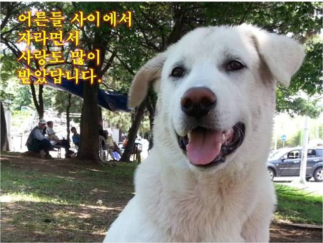 복실이 이미지