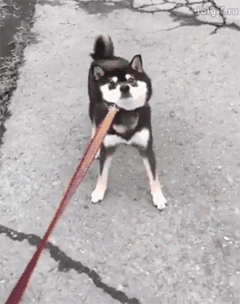 시바 안가.gif | 인스티즈
