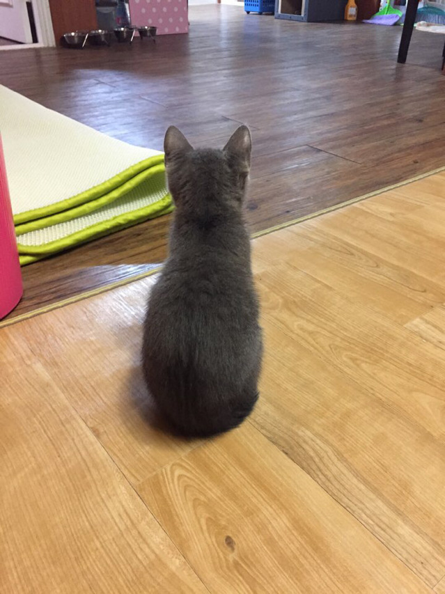 집안을 누비는 냥이들 | 인스티즈