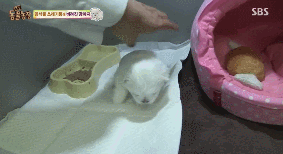 아니.. 음식물 쓰레기통에서 강아지 우는 소리가 나는거에요;;;.gif | 인스티즈