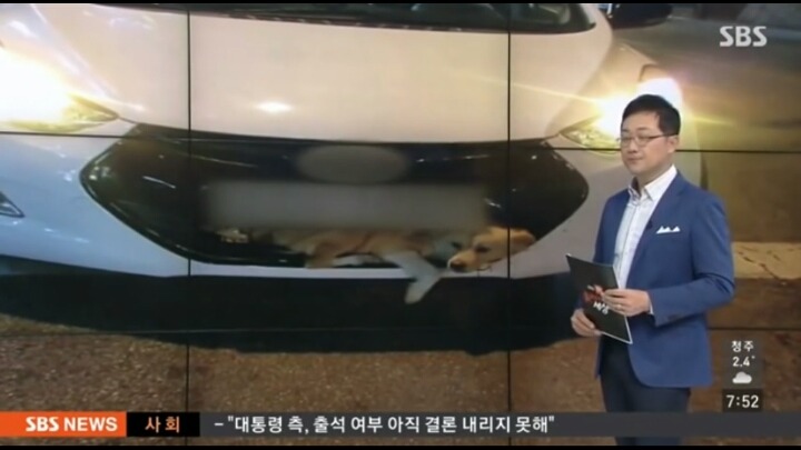 기적적인 강아지 로드킬 | 인스티즈