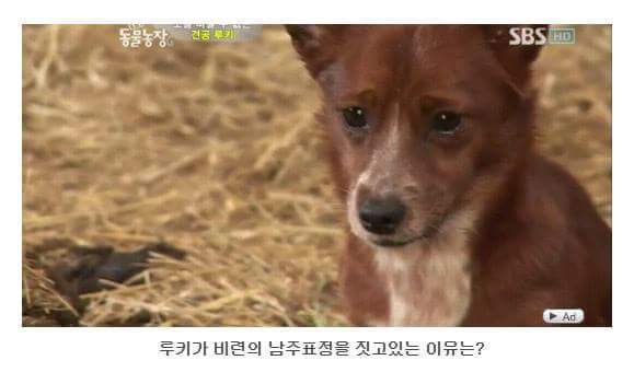 의리빼면 시체인 강아지 | 인스티즈