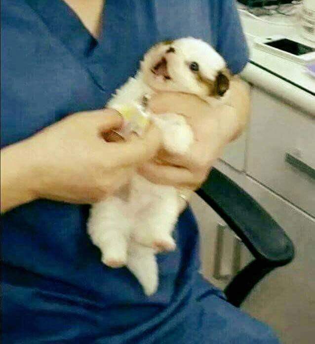 강아지 고양이 발톱 깎을때 반응 차이.jpg | 인스티즈