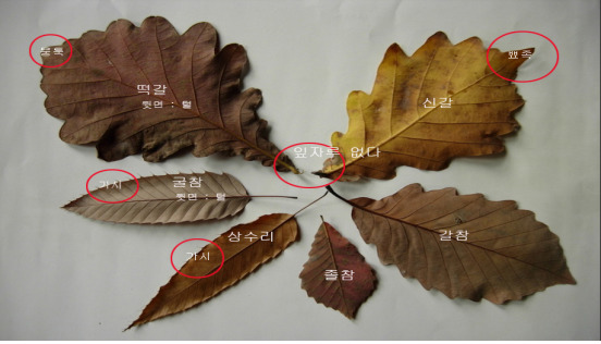 소나무 참나무 숲 이미지