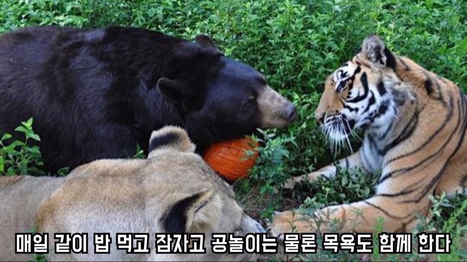 맹수 세 마리의 아름다운 우정 | 인스티즈
