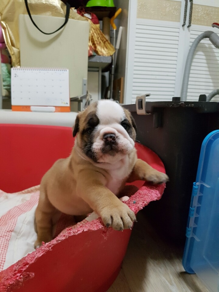 금둥 이미지