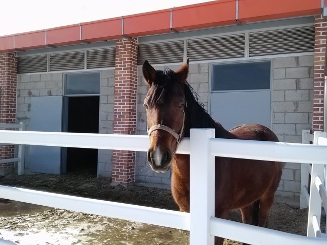 전북 장수군 어느 목장위에 서있는 거대한 트로이 목마의 위엄 | 인스티즈
