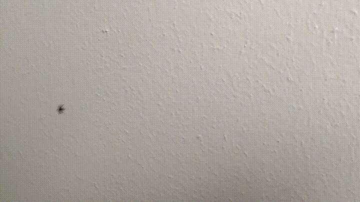 레이저 포인터로 거미 잡는 방법 | 인스티즈