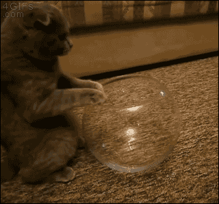 고양이 액체설.gif | 인스티즈