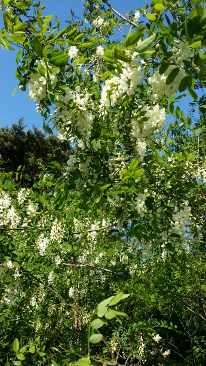 동구밖과수원 이미지