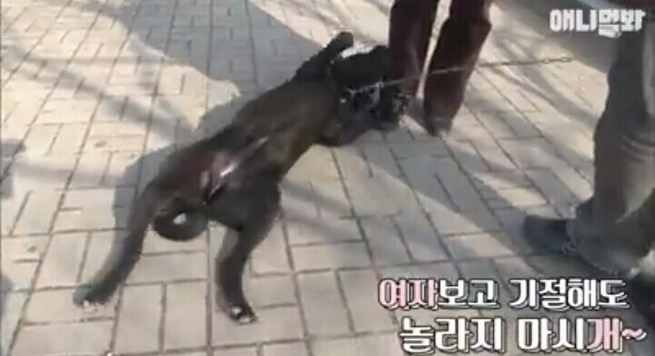 여자보면 쓰러지는 개 이야기 | 인스티즈