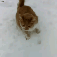 눈밭에 나온 냥이 걱정하는 멍멍이 | 인스티즈