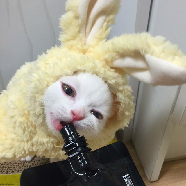 인기스타냥이 미유!!! | 인스티즈