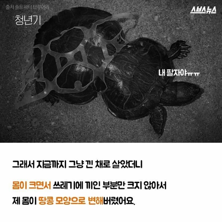 저는 땅콩 거북이 입니다 | 인스티즈