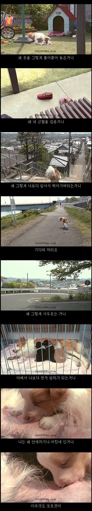 10번보면 10번 다 폭풍오열하는 이야기 [마리모이야기] | 인스티즈