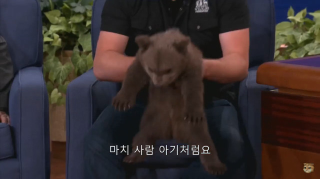 생후 11주된 아기 불곰의 충격적인 귀여움(코난 오브라이언 쇼) | 인스티즈