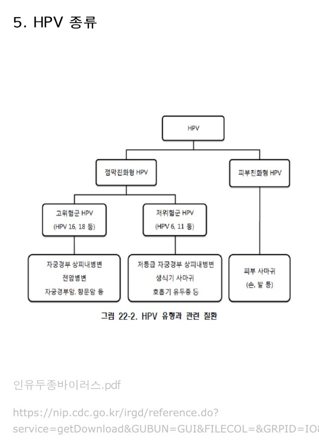 자궁경부암 제대로 알고 건강한 섹스하자 | 인스티즈