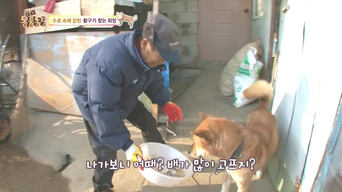 [동물농장] 수로 속에 갇힌 황구가 찾는 희망.JPG (감동주의) | 인스티즈