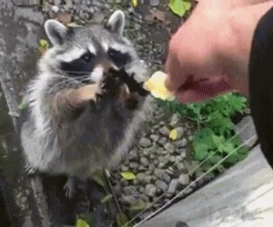 간절한 너굴맨.gif | 인스티즈