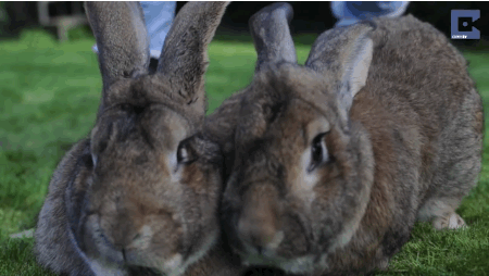 [토끼] 넘나 거대하고요?ㅎ | 인스티즈