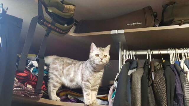 냥집사들 🐱 (사진 엄청많음 주의) | 인스티즈