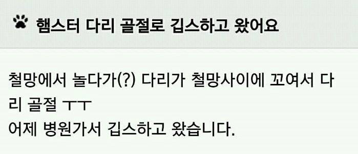 깁스한 햄스터.jpg | 인스티즈