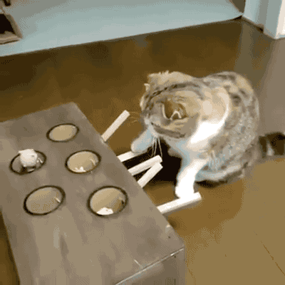 장난감 가지고노는 냥이들.gif | 인스티즈