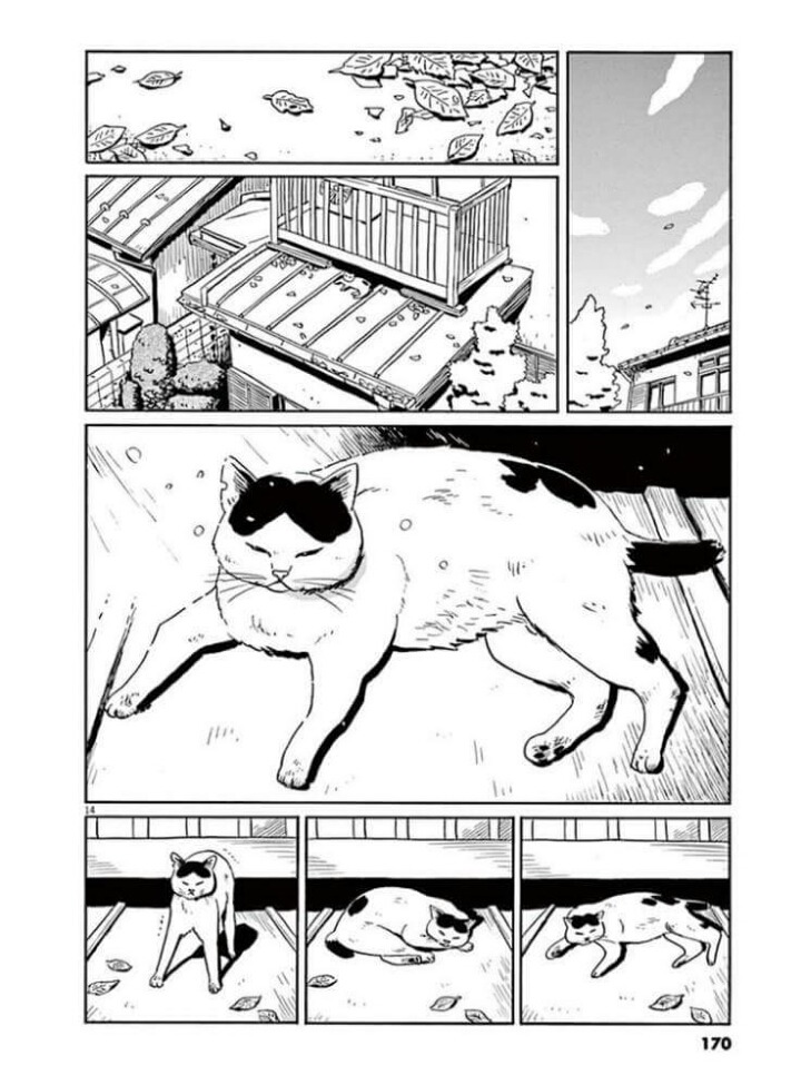 고양이 분짱(슬픔주의) | 인스티즈