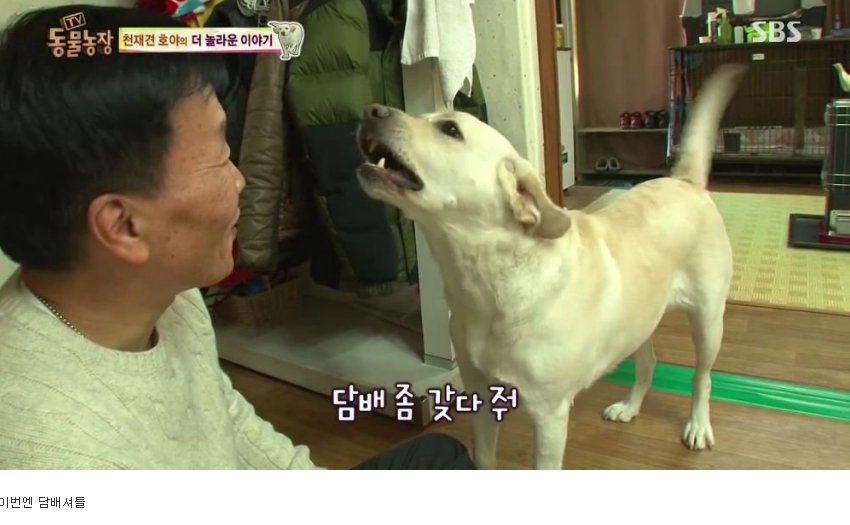동물농장 완전 똑똑한 멍멍이 | 인스티즈