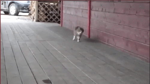 마굿간에서 자란 냥이.gif | 인스티즈
