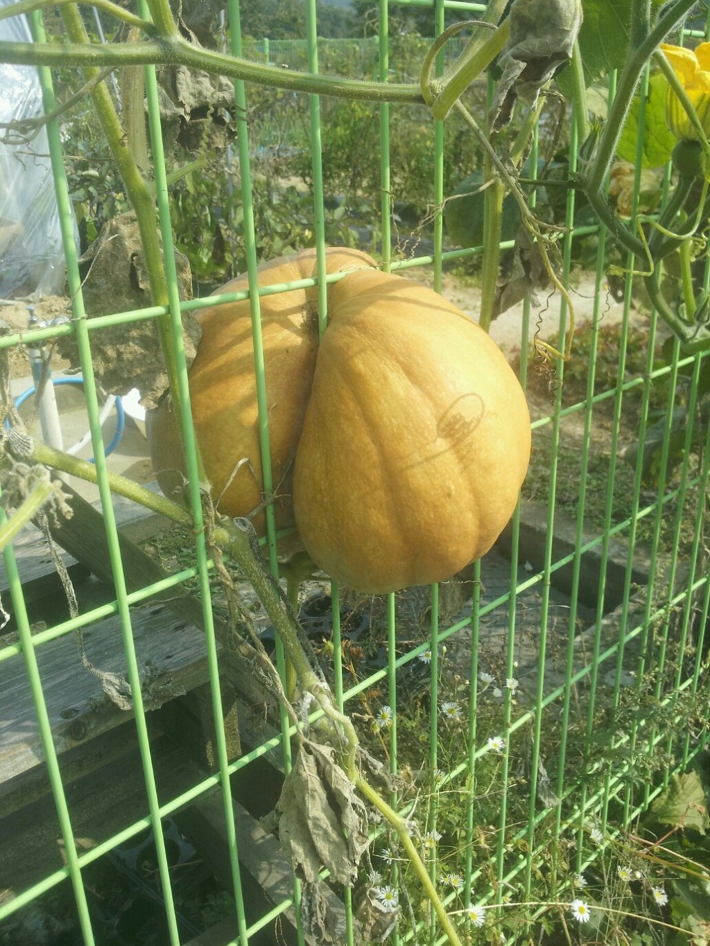 호박담 이미지