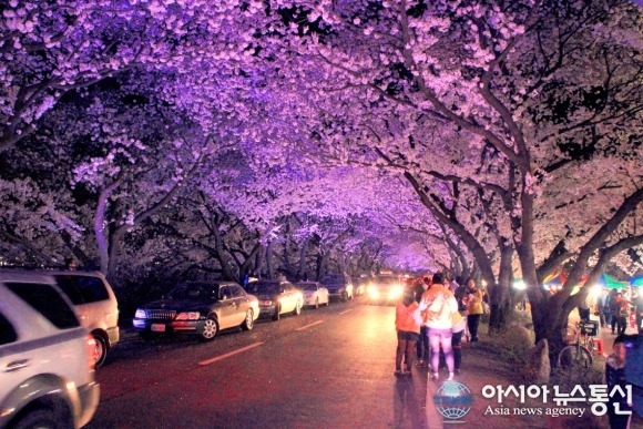 사랑하는사람과함께떠나는 국내 최고의 벚꽃드라이브코스들 | 인스티즈