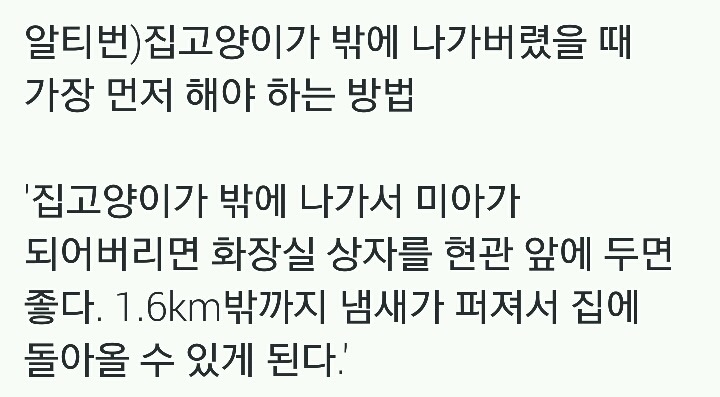 집고양이가 밖에 나가버렸을 때 가장 먼저 해야 하는 방법.twt | 인스티즈