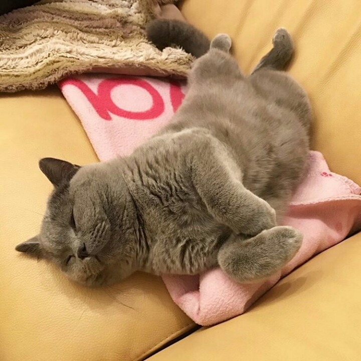 어디서나 잘자는 냥이 | 인스티즈